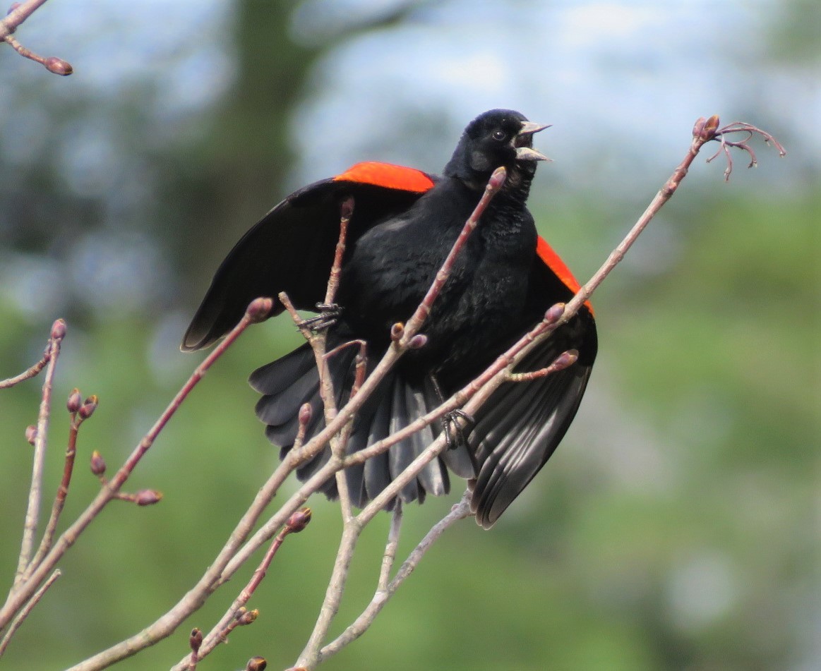 Red-winged Blackbird - ML218481501