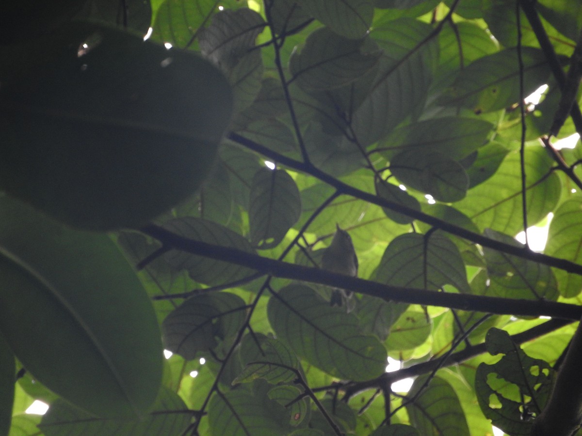 Island Leaf Warbler (Kai) - ML21848341