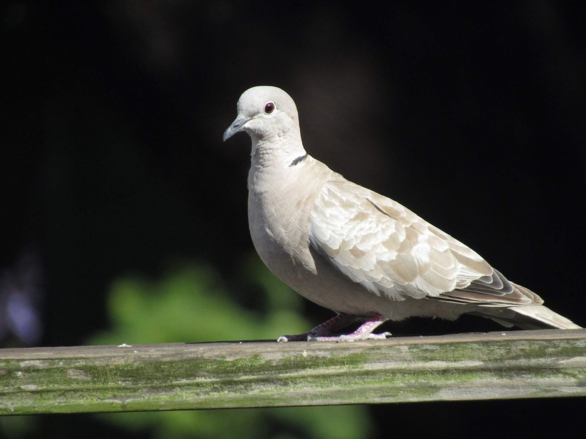 Eurasian Collared-Dove - Christie Becu