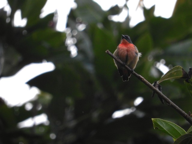 Adult male ventral view (subspecies&nbsp;<em>keiense</em>). - Pink-breasted Flowerpecker - 