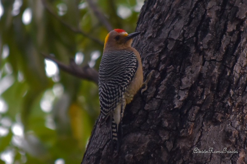 Golden-fronted Woodpecker - ML218486351