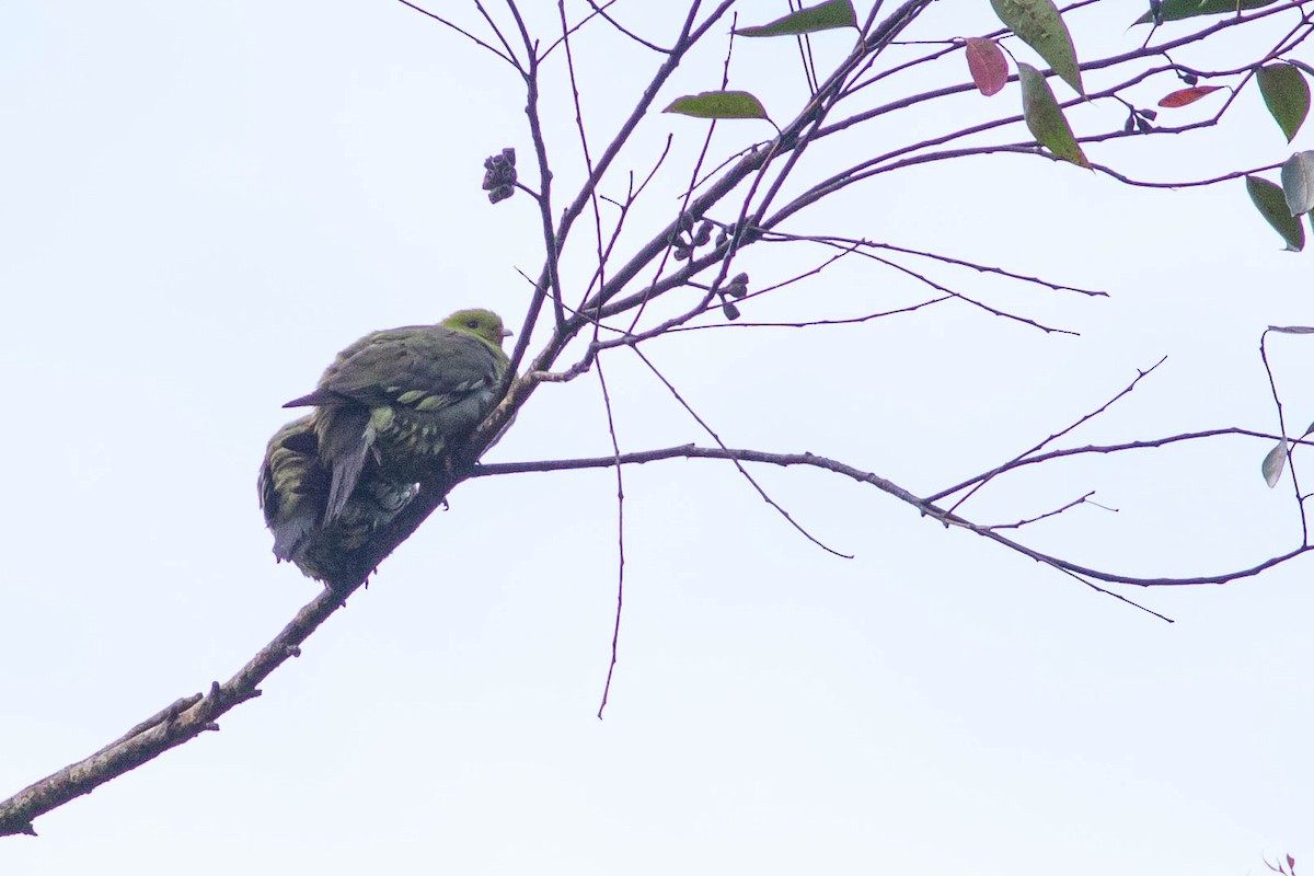 Madagascar Green-Pigeon - Doug Gochfeld