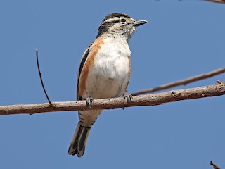 Weibchen - Charley Hesse TROPICAL BIRDING - ML218486571
