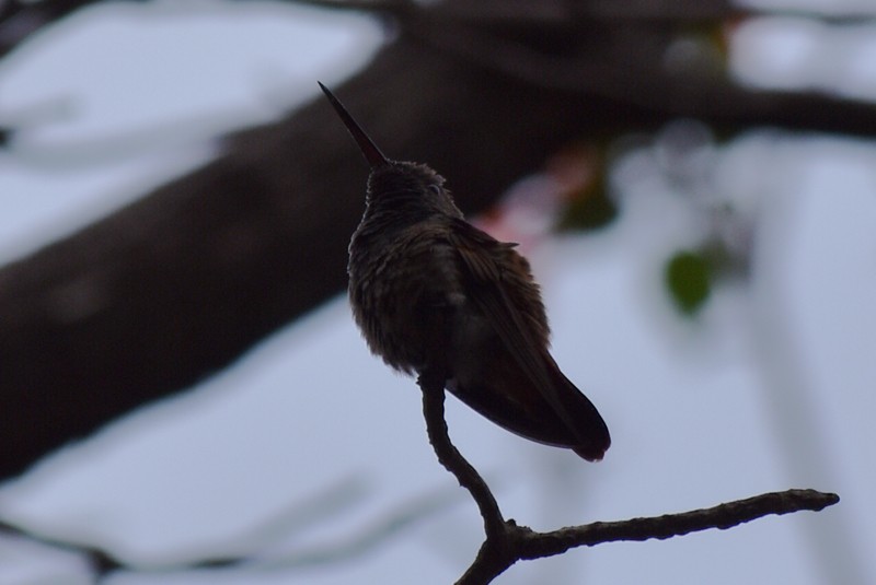 Berylline Hummingbird - Adrian Romo Garcia