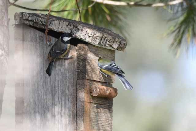 Pair visiting a nest box. - Great Tit - 