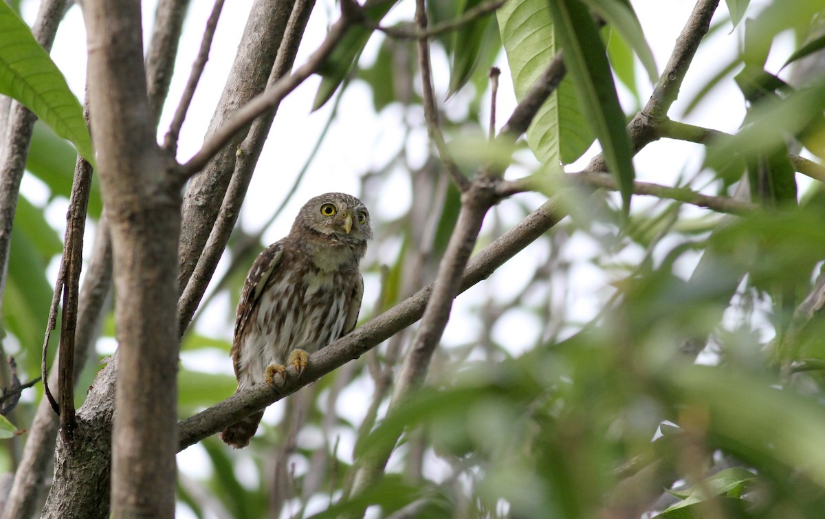 Ferruginous Pygmy-Owl (Ferruginous) - ML21849041