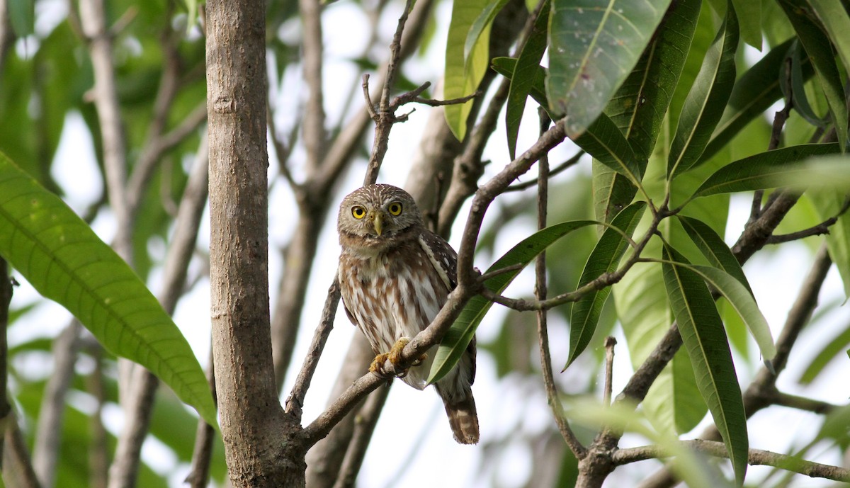 Ferruginous Pygmy-Owl (Ferruginous) - ML21849051