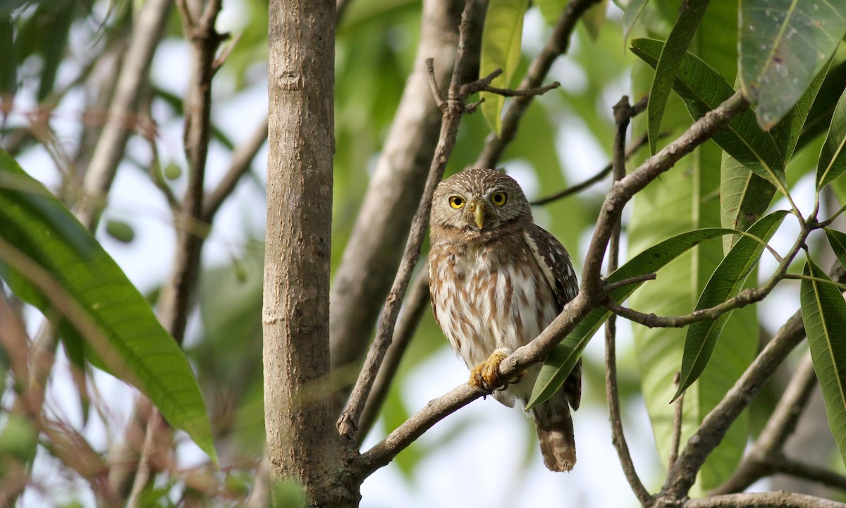 Ferruginous Pygmy-Owl (Ferruginous) - ML21849061