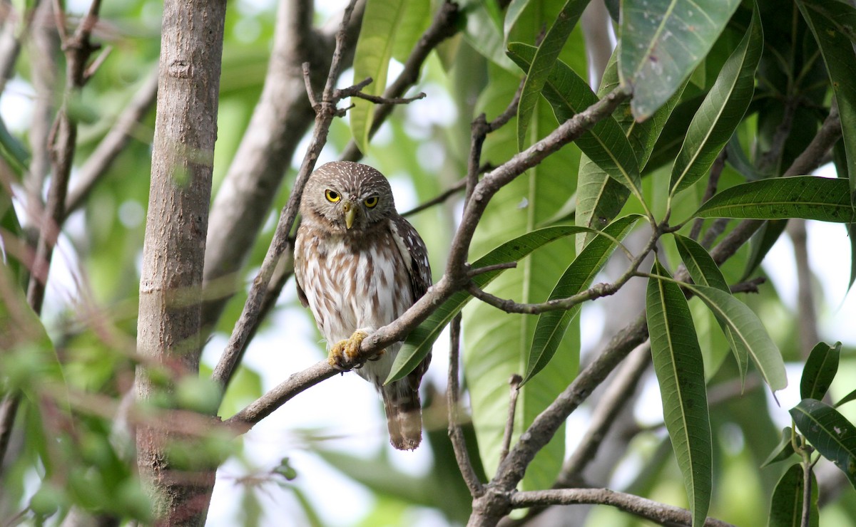 Ferruginous Pygmy-Owl (Ferruginous) - ML21849071