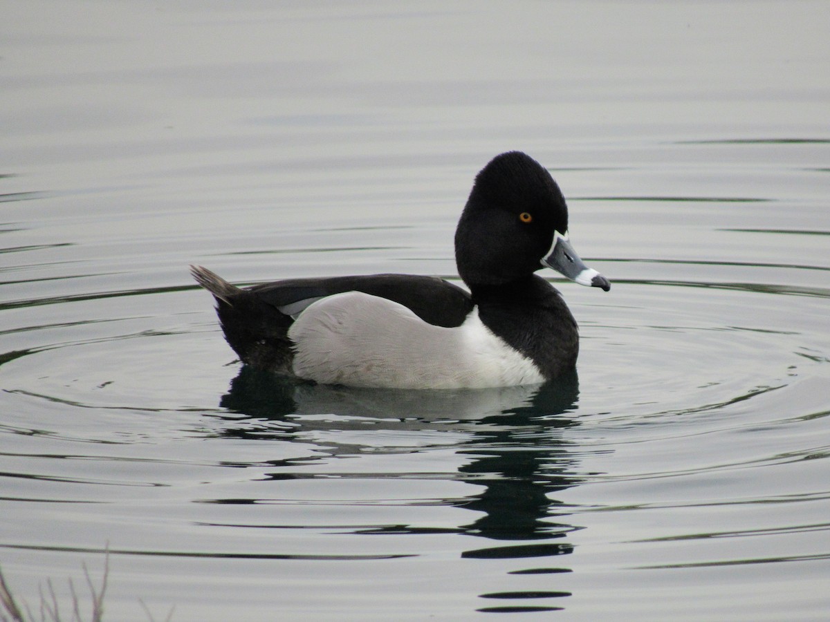 Ring-necked Duck - ML218490931
