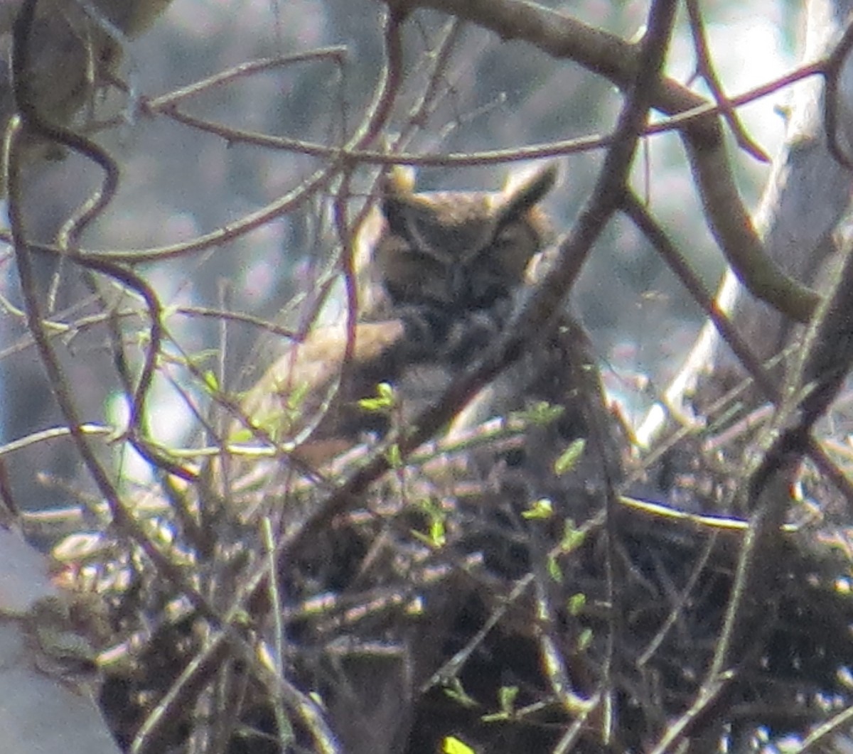 Great Horned Owl - ML218492891