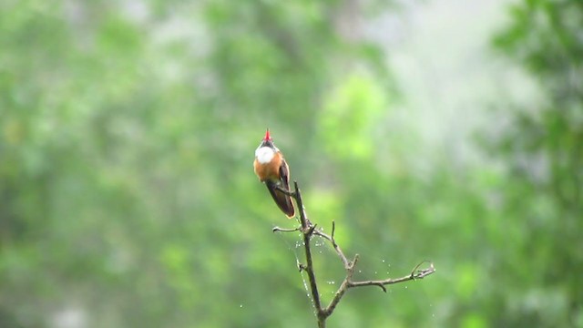 Amazilia Hummingbird - ML218493511