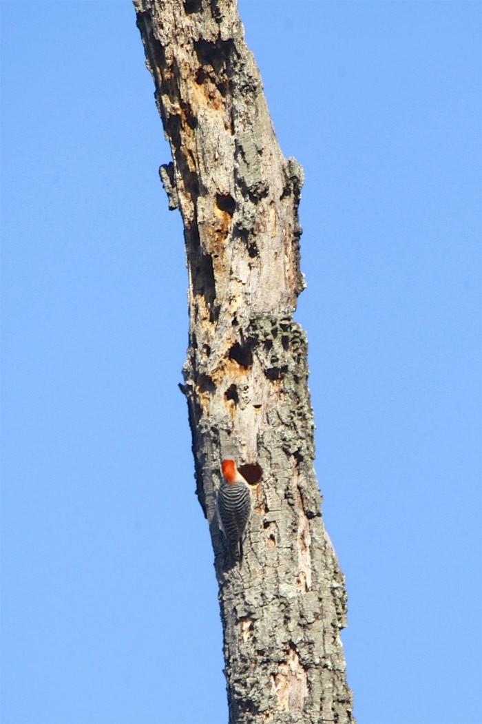 Red-bellied Woodpecker - ML218494551