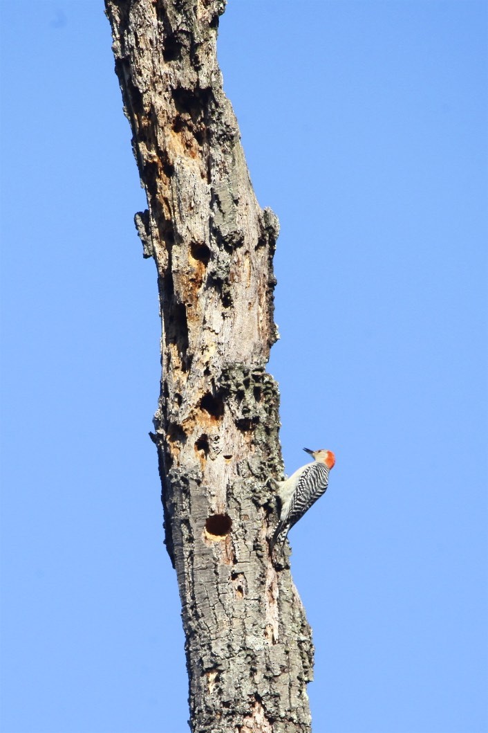 Red-bellied Woodpecker - ML218494561