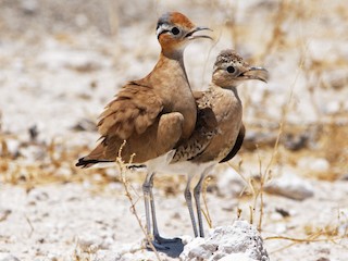 นกเต็มวัยและนกเด็ก - Dominic Standing - ML218495771