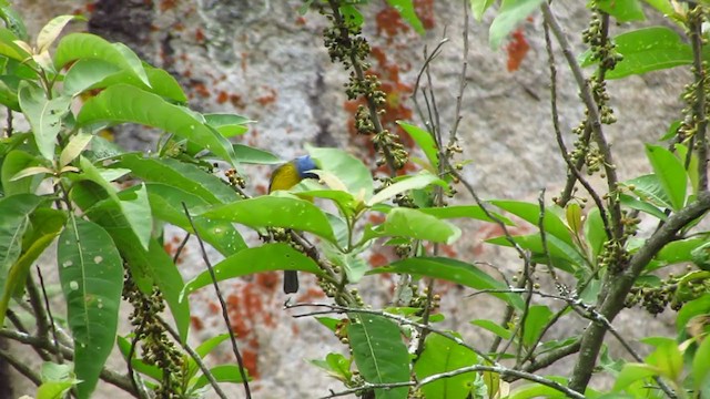 Blue-and-yellow Tanager - ML218496541