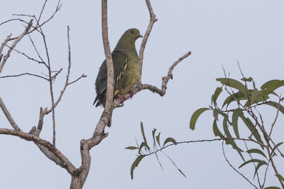 Pink-necked Green-Pigeon - Robert Lockett
