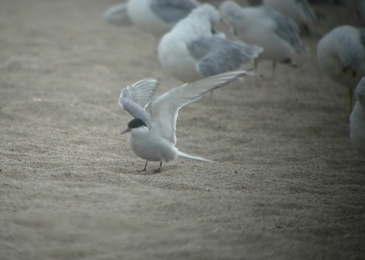 Arctic Tern - Dan Gesualdo