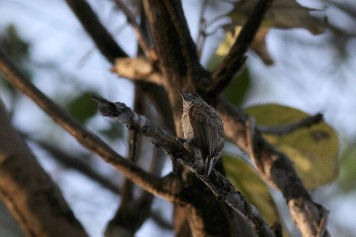 Scaled Piculet (Scaled) - ML21850071