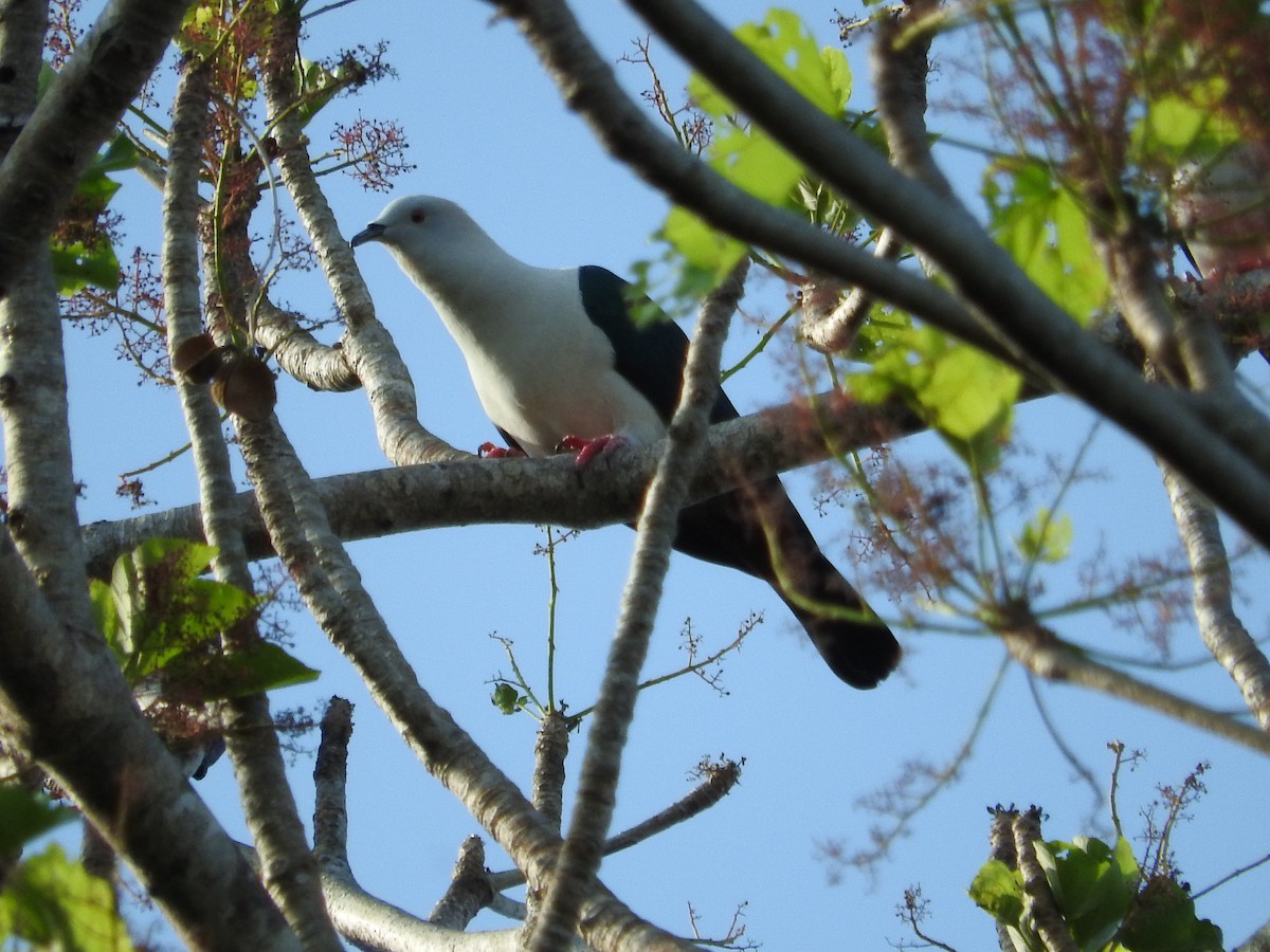 Изящный плодовый голубь - ML21850081