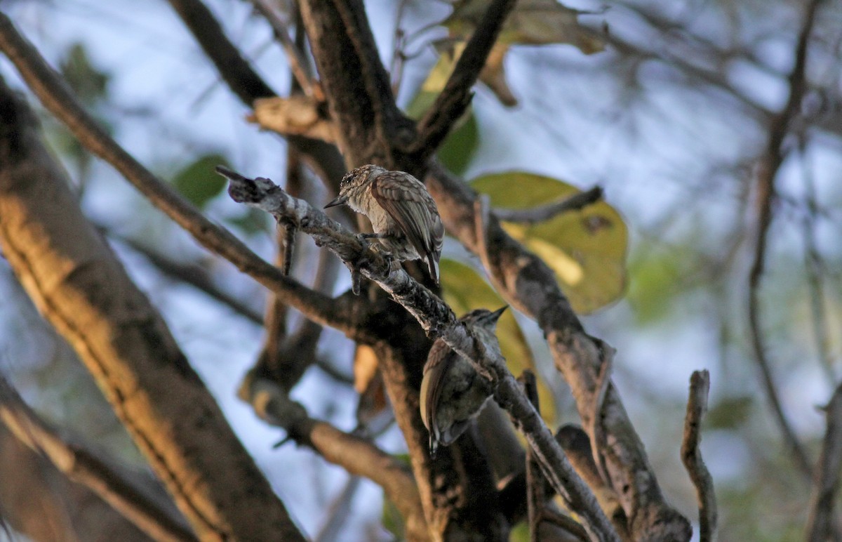 Scaled Piculet (Scaled) - ML21850111
