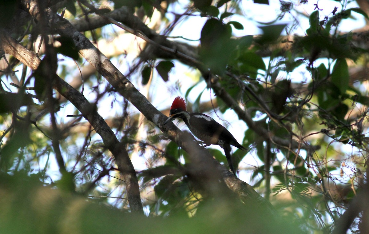 Lineated Woodpecker (Lineated) - ML21850131