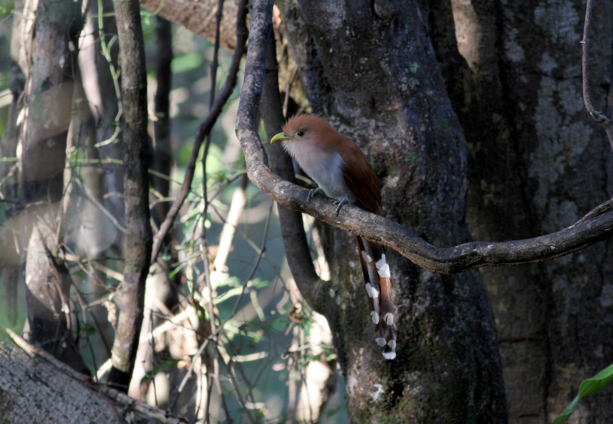 Squirrel Cuckoo (Amazonian) - ML21850141