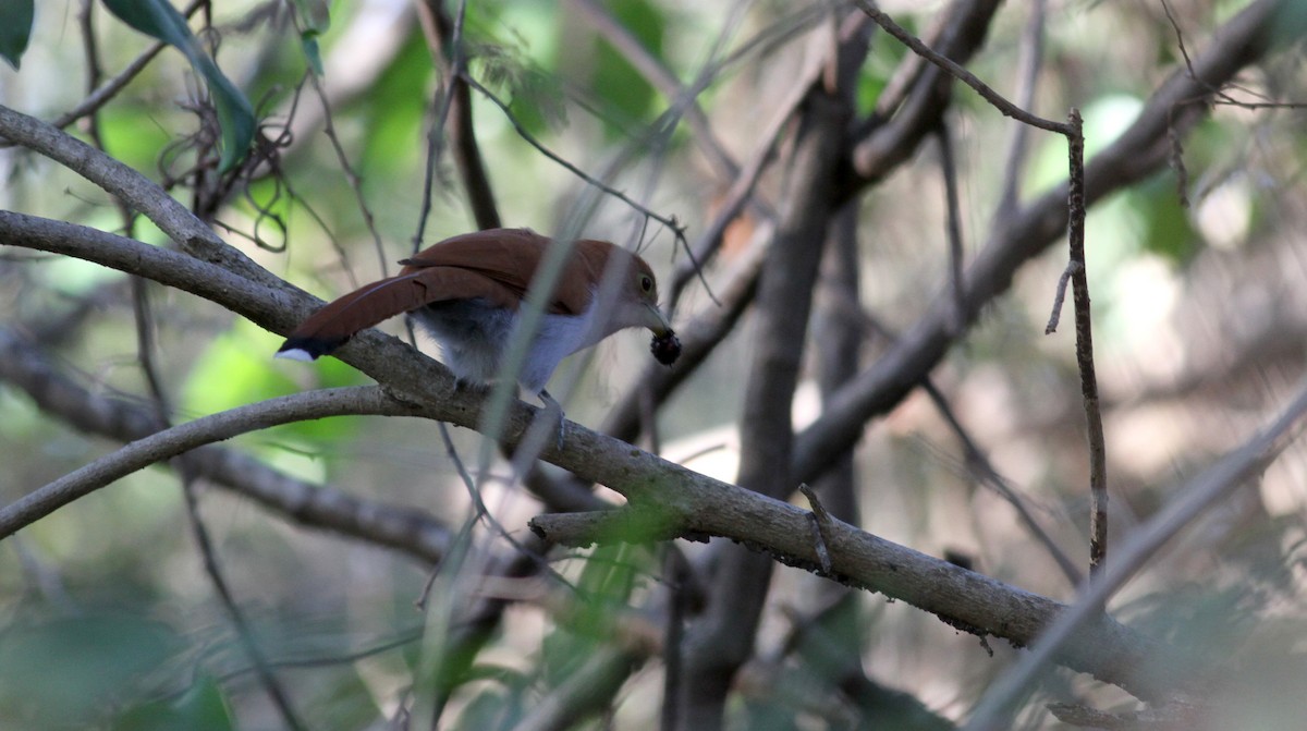 Squirrel Cuckoo (Amazonian) - ML21850151