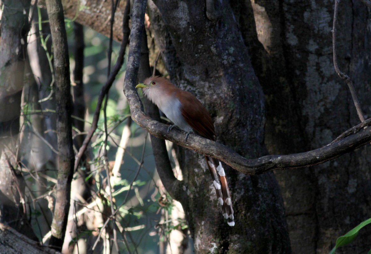 Squirrel Cuckoo (Amazonian) - ML21850171