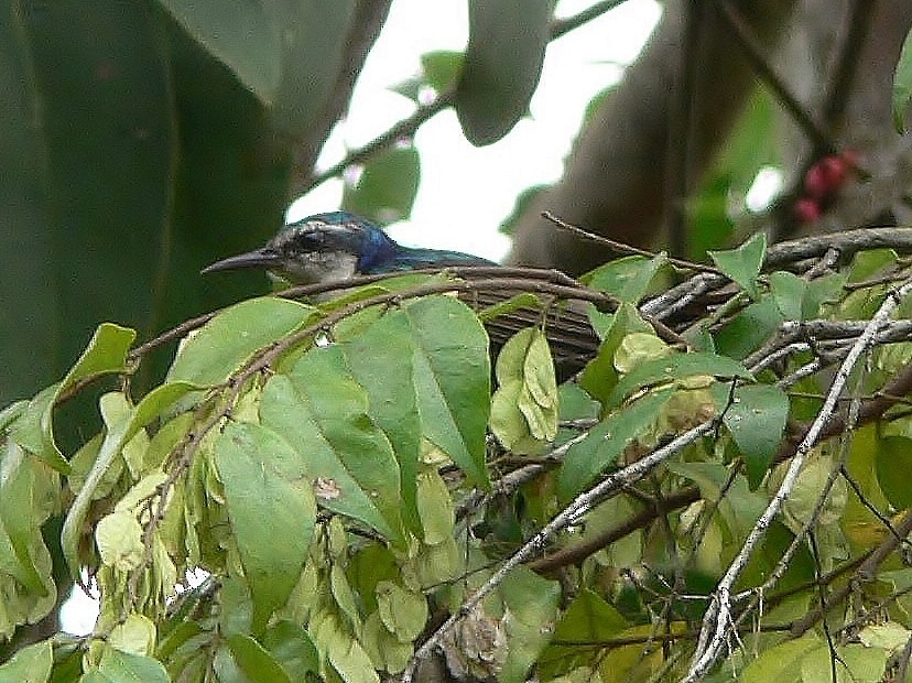Violet-tailed Sunbird - ML218502011