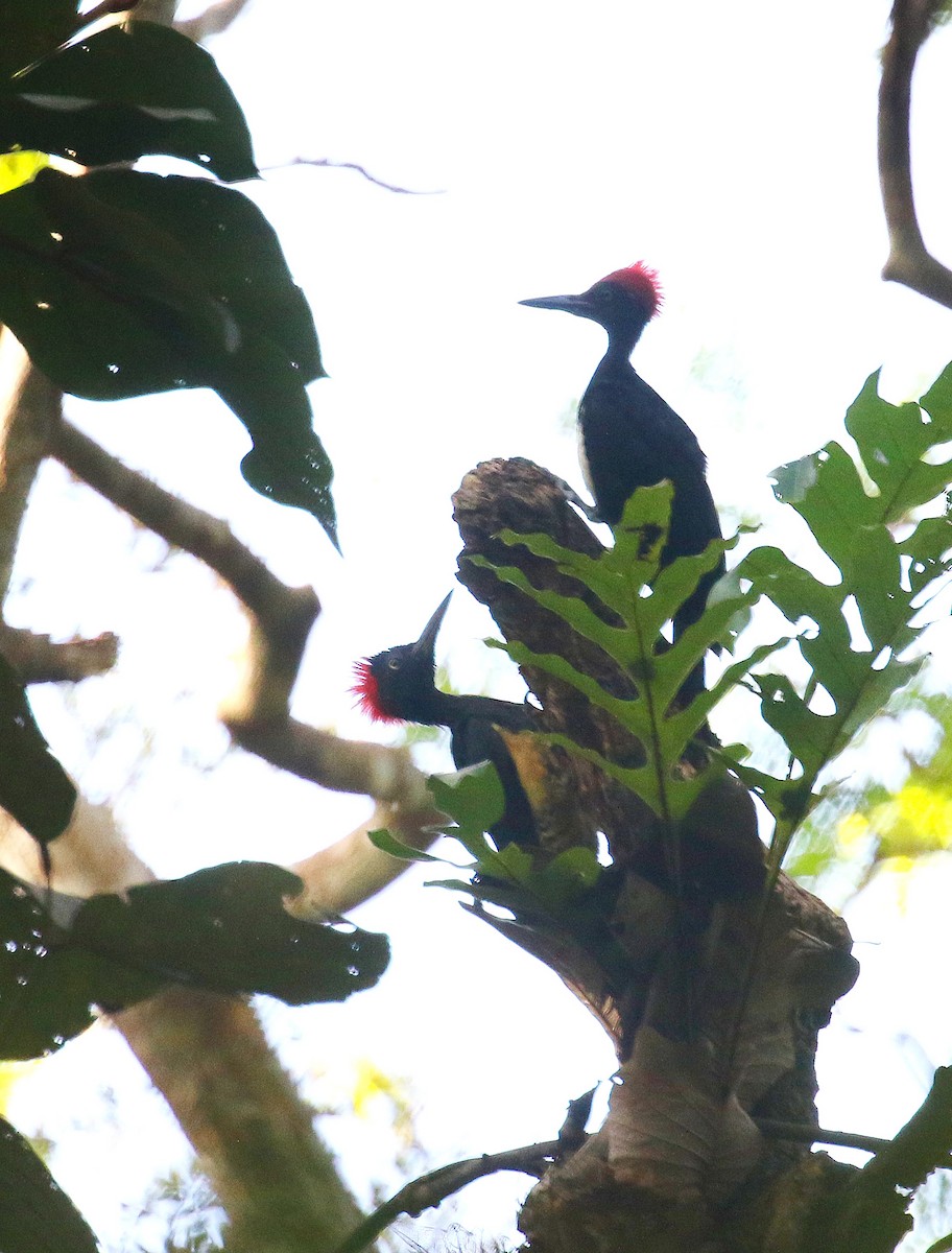 White-bellied Woodpecker - ML218507171