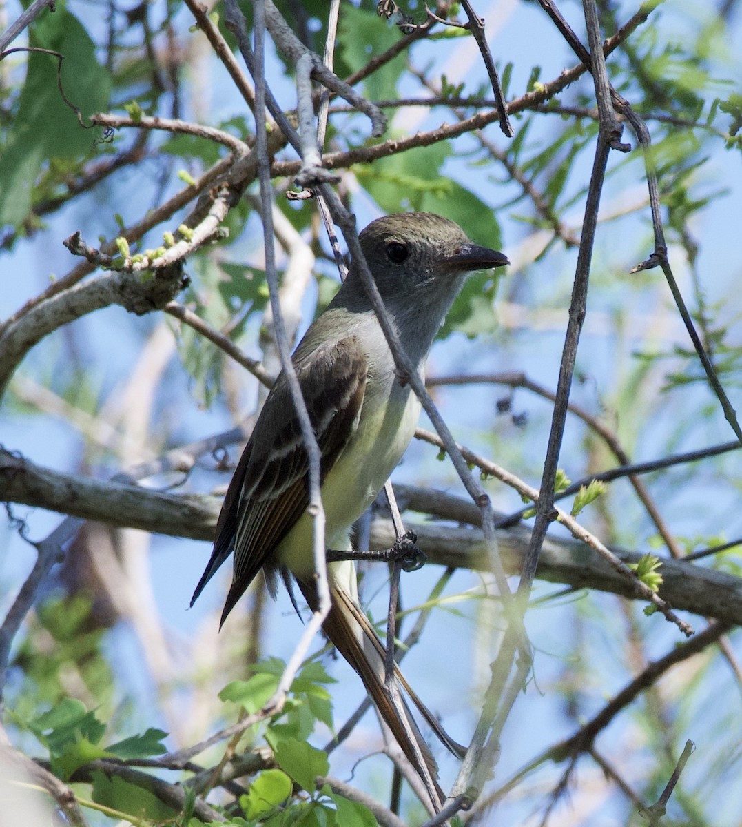 Great Crested Flycatcher - ML218508191
