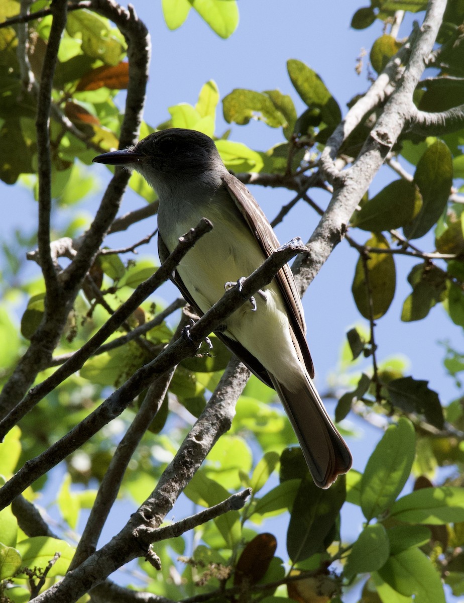 Great Crested Flycatcher - ML218508261
