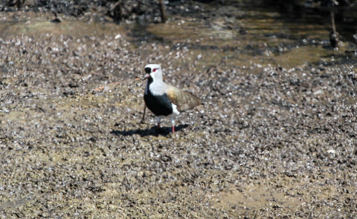Southern Lapwing - Tom Driscoll