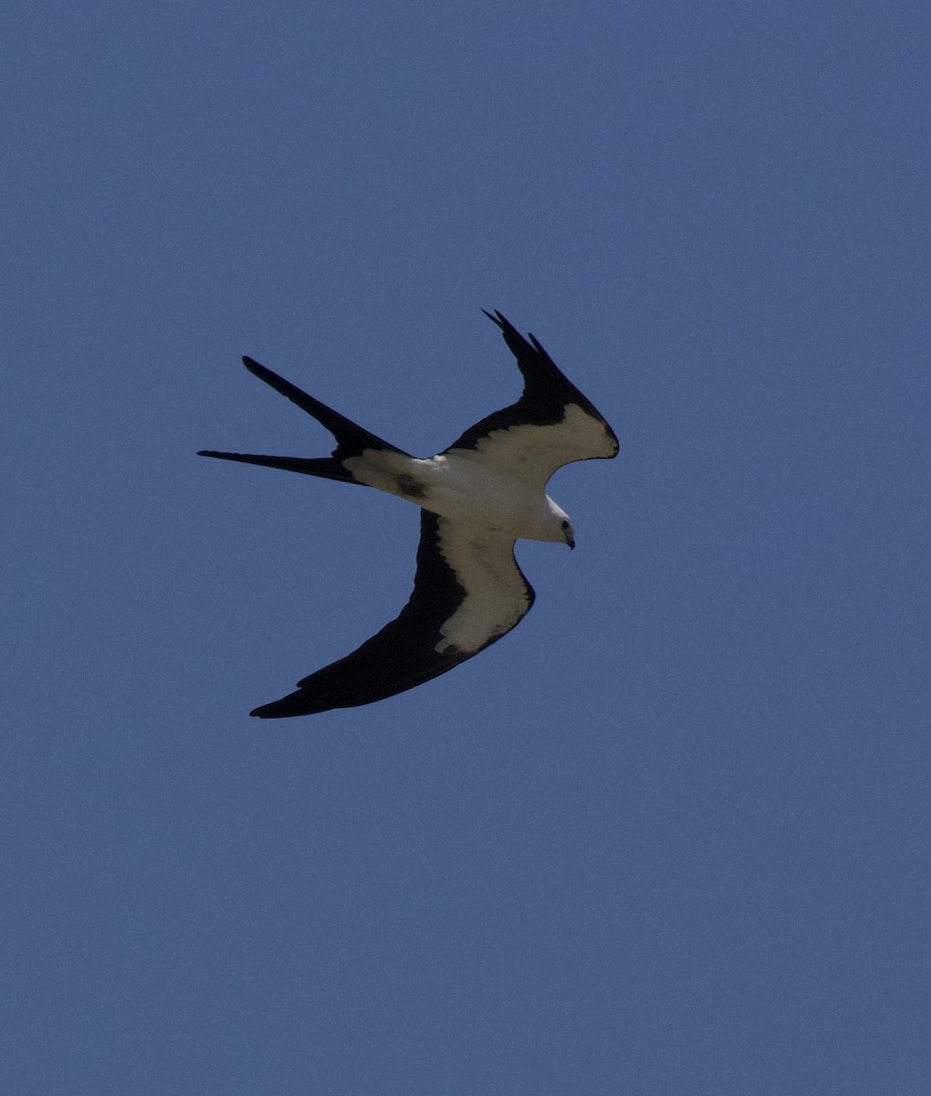 Swallow-tailed Kite - ML218511461