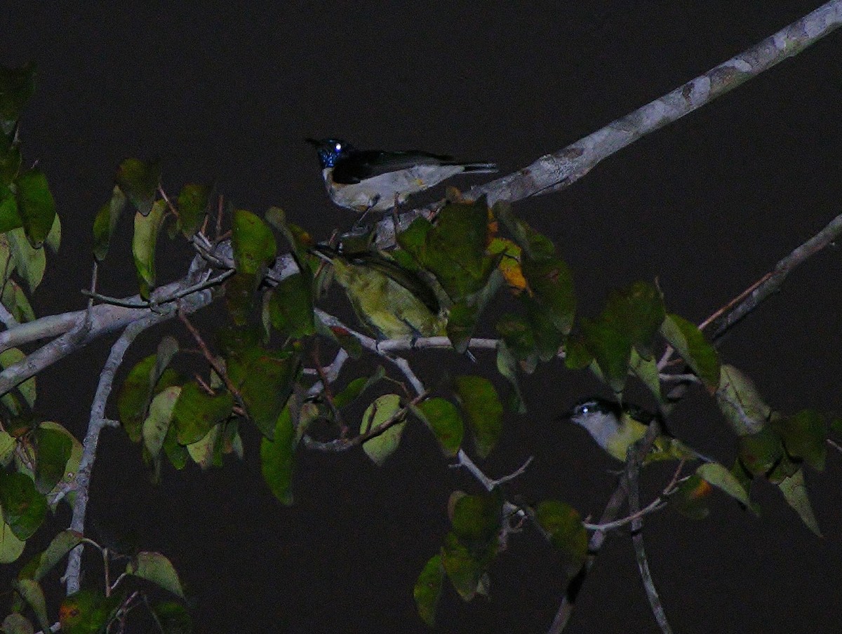 Violet-tailed Sunbird - ML218515271