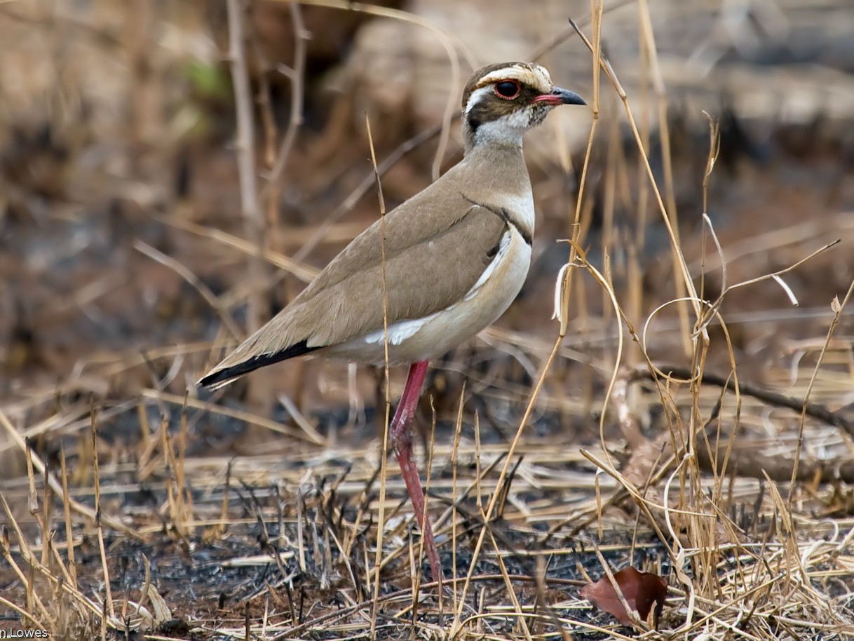 Bronze winged Courser eBird