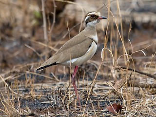スミレスナバシリ - eBird
