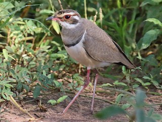 スミレスナバシリ - eBird
