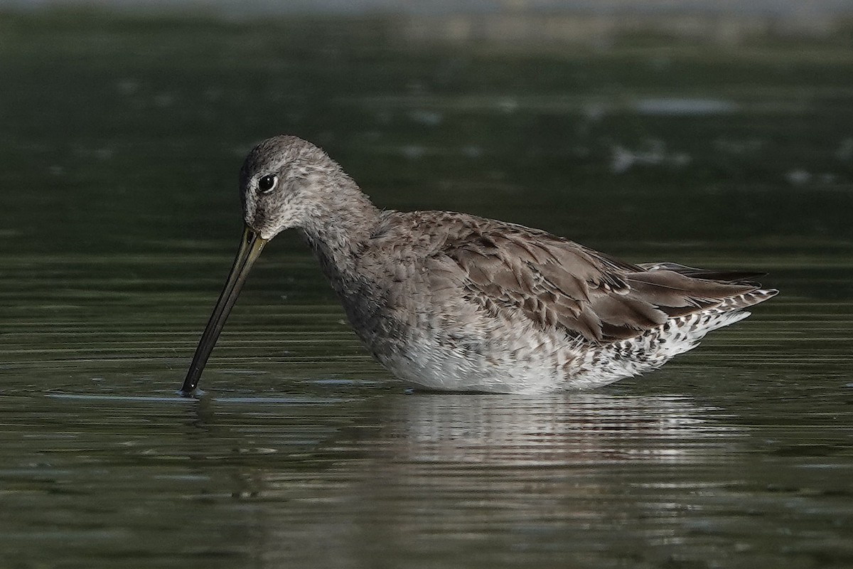 Long-billed Dowitcher - ML218520121