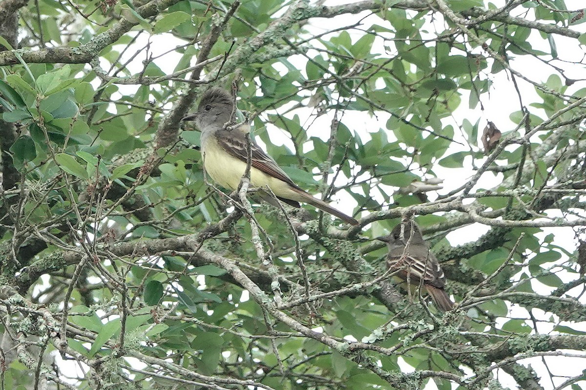 Great Crested Flycatcher - ML218521331