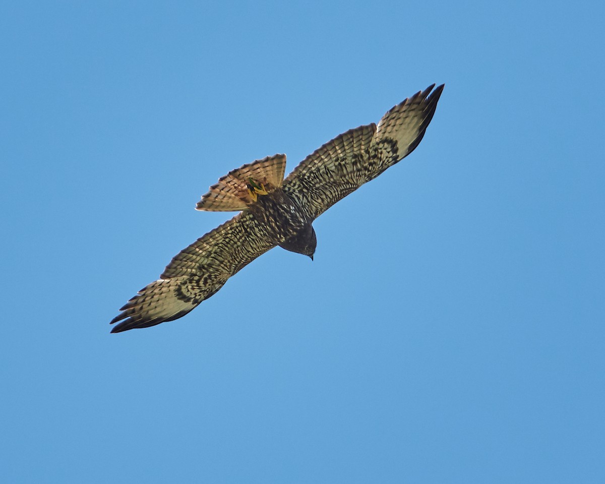 Short-tailed Hawk - Stephen Mann
