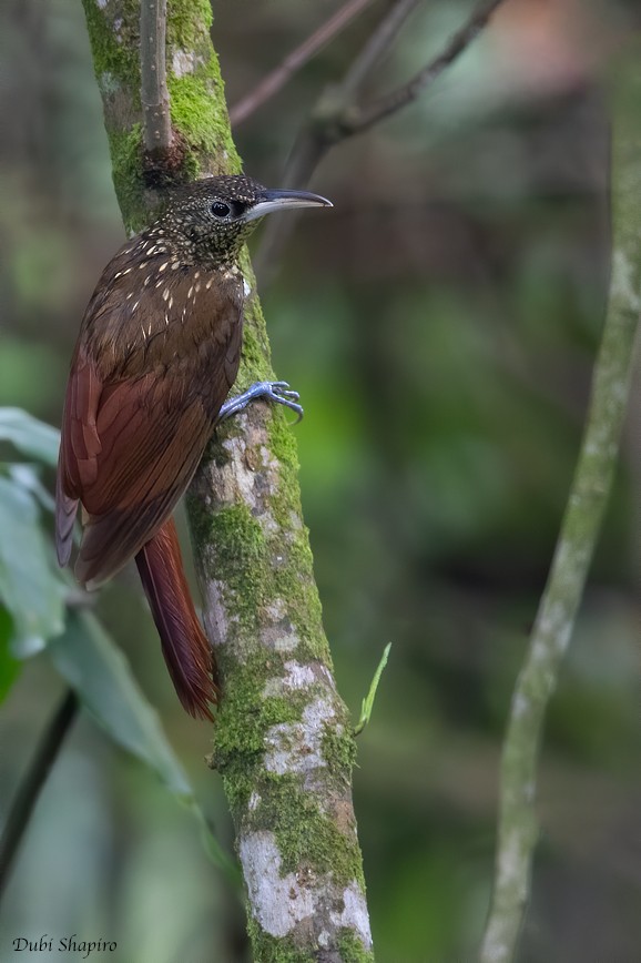 Spotted Woodcreeper - ML218526851