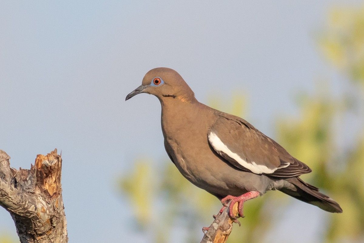 White-winged Dove - Francis Canto Jr