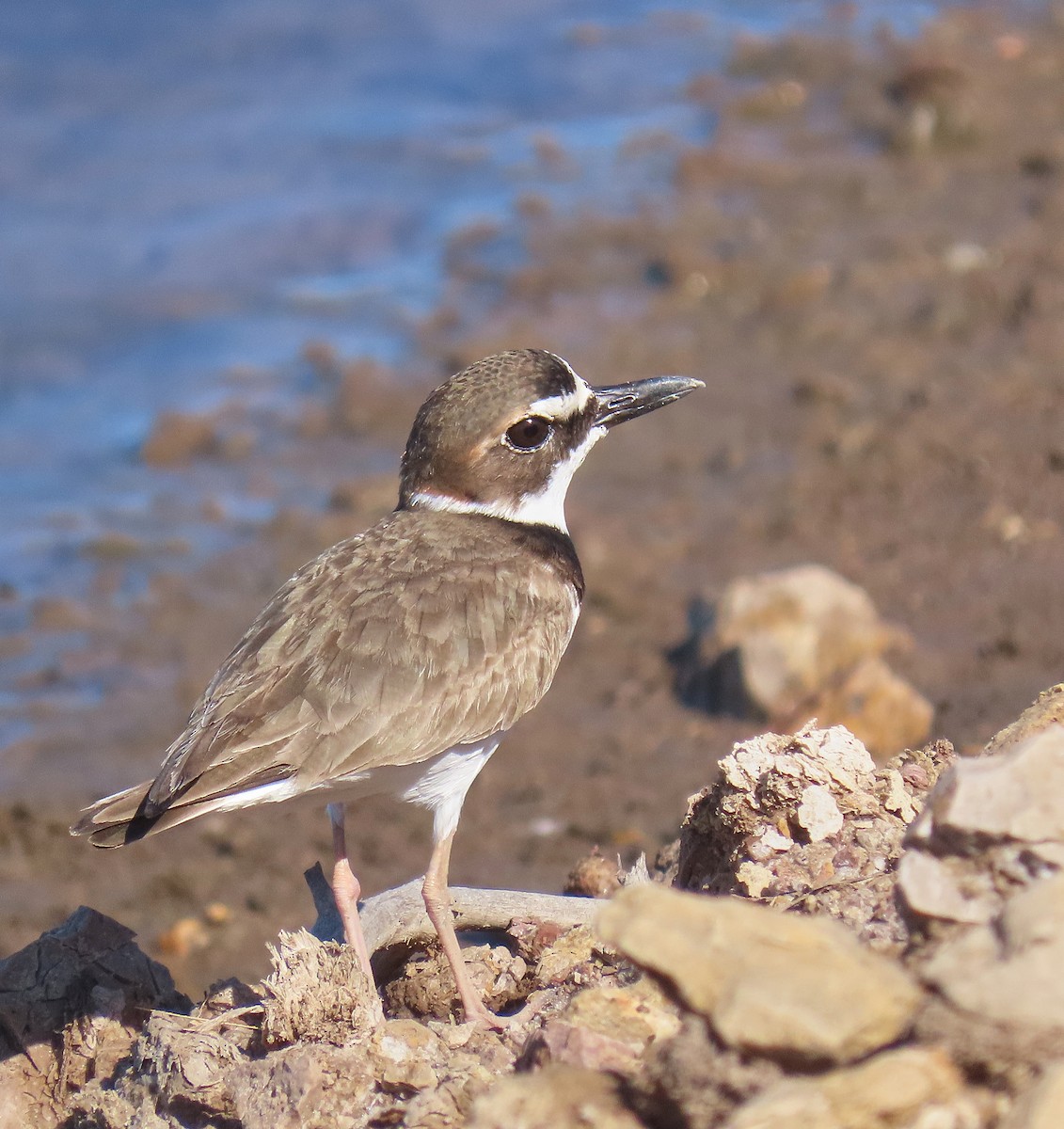 Collared Plover - ML218530171