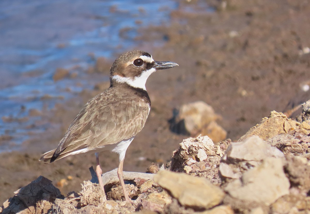 Collared Plover - ML218530211