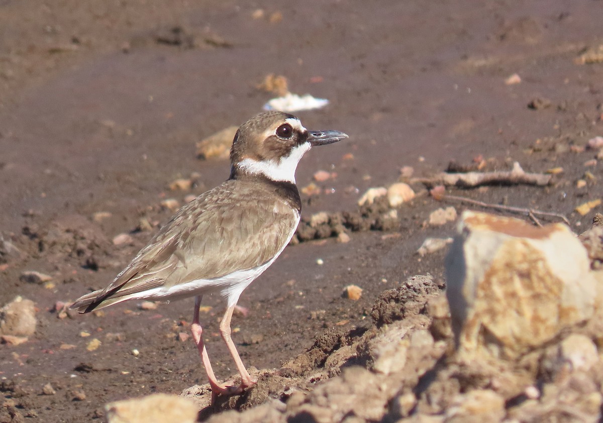 Collared Plover - ML218530221