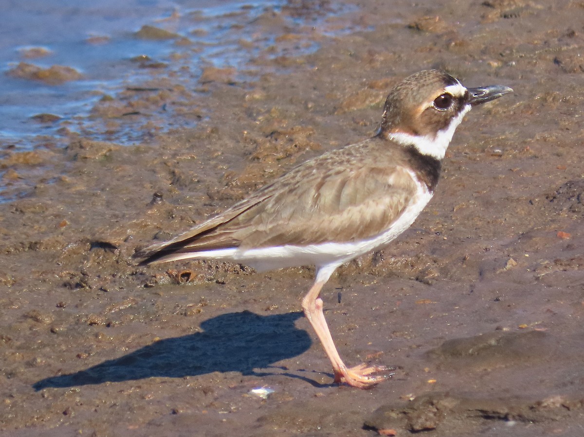 Collared Plover - ML218530251