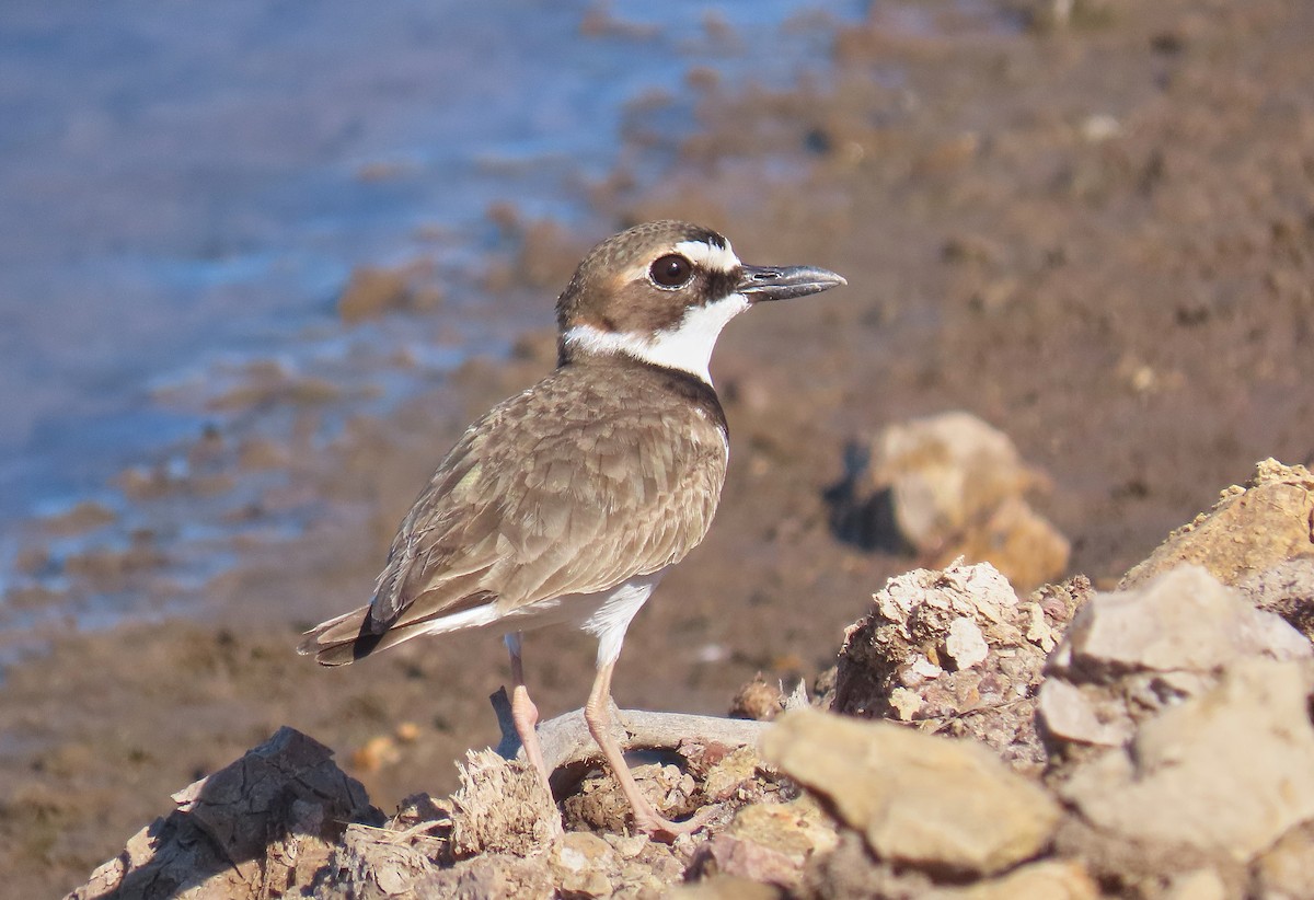 Collared Plover - ML218530281