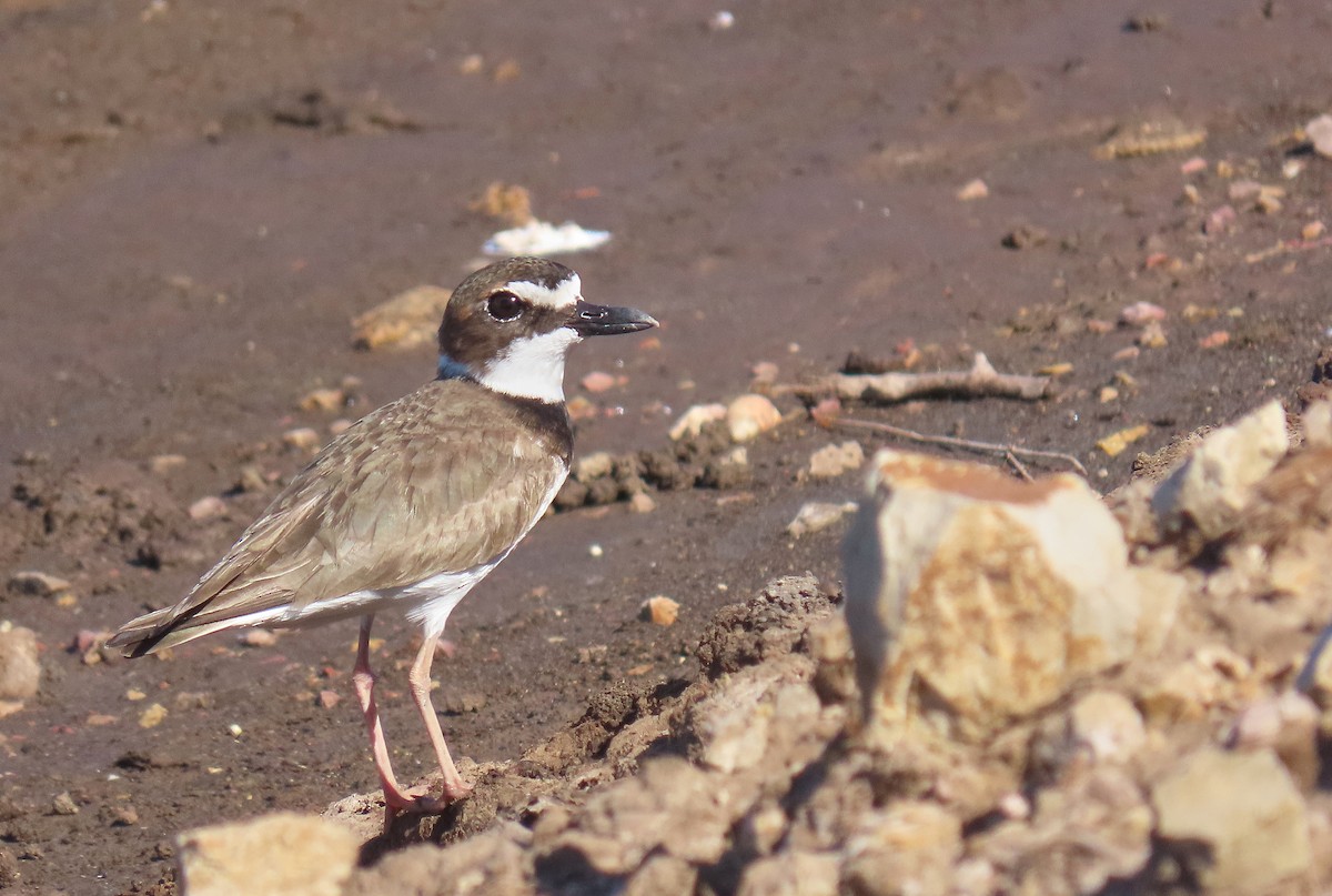 Collared Plover - ML218530291
